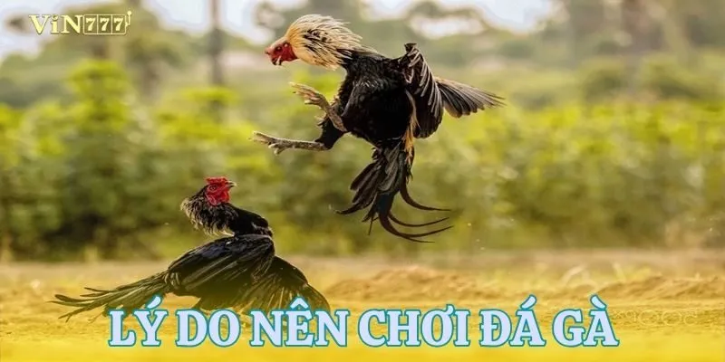 Lý do nên tham gia cá cược tại đá gà VIN777