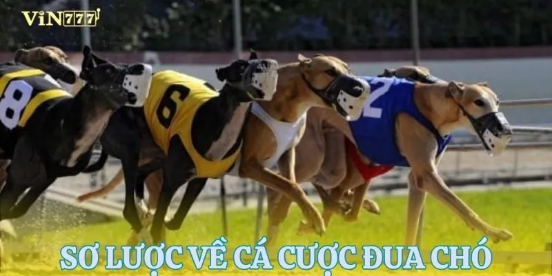 Sơ lược về cá cược đua chó