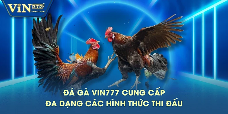 Đá gà VIN777 cung cấp đa dạng các hình thức thi đấu Đá gà VIN777 cung cấp đa dạng các hình thức thi đấu