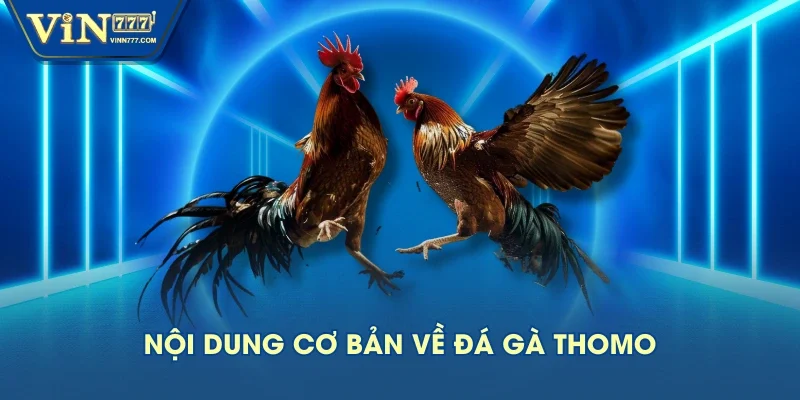 Nội dung cơ bản về đá gà Thomo Nội dung cơ bản về đá gà Thomo